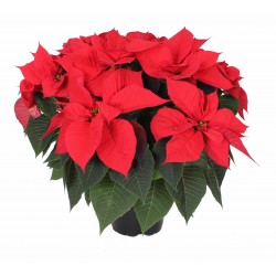 Poinsettia Astro Red