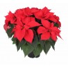 Poinsettia Astro Red