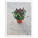 Capsicum t 11cm