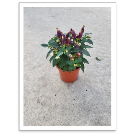 Capsicum t 11cm