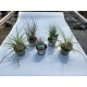 CAREX 12 cm